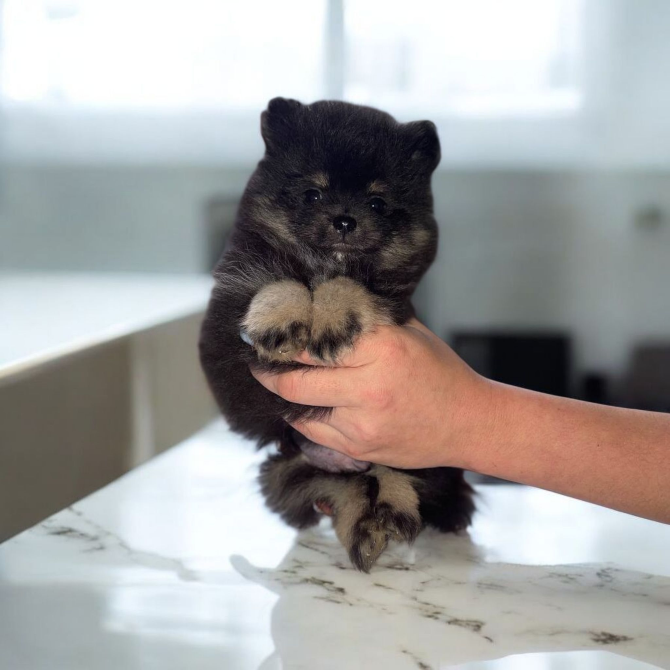 Померанский шпиц Харьков - изображение 2