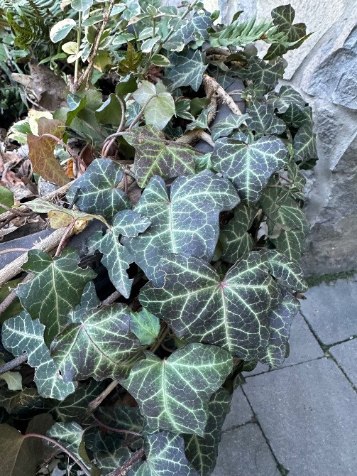 Плющ зелений з білими прожилками Львов - изображение 1