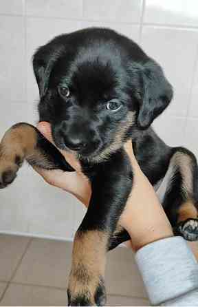 Віддам цуценят в хороші руки Хмельницький