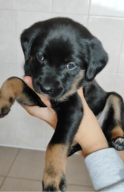 Віддам цуценят в хороші руки Хмельницький - зображення 1