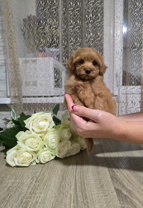 Мальтіпу Київ - зображення 1