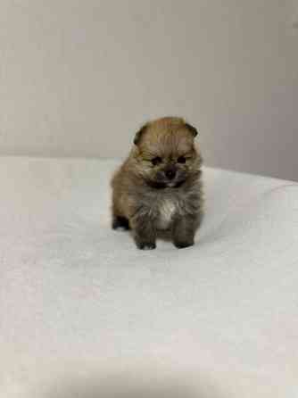 Міні шпіци Київ