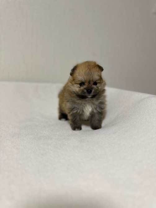 Міні шпіци Київ - зображення 2