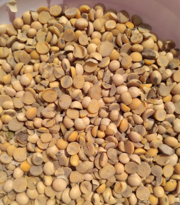 Половинки сої купуємо оптом Черкаси - зображення 1