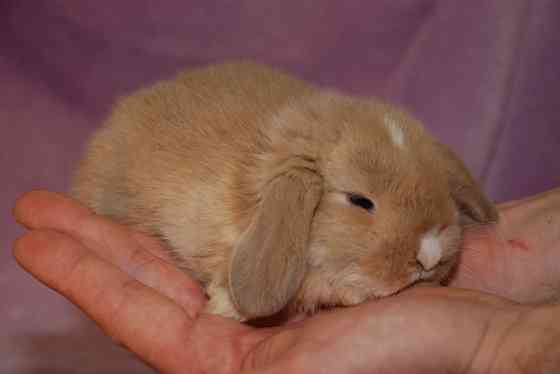 Карликовые декоративные кролики Київ