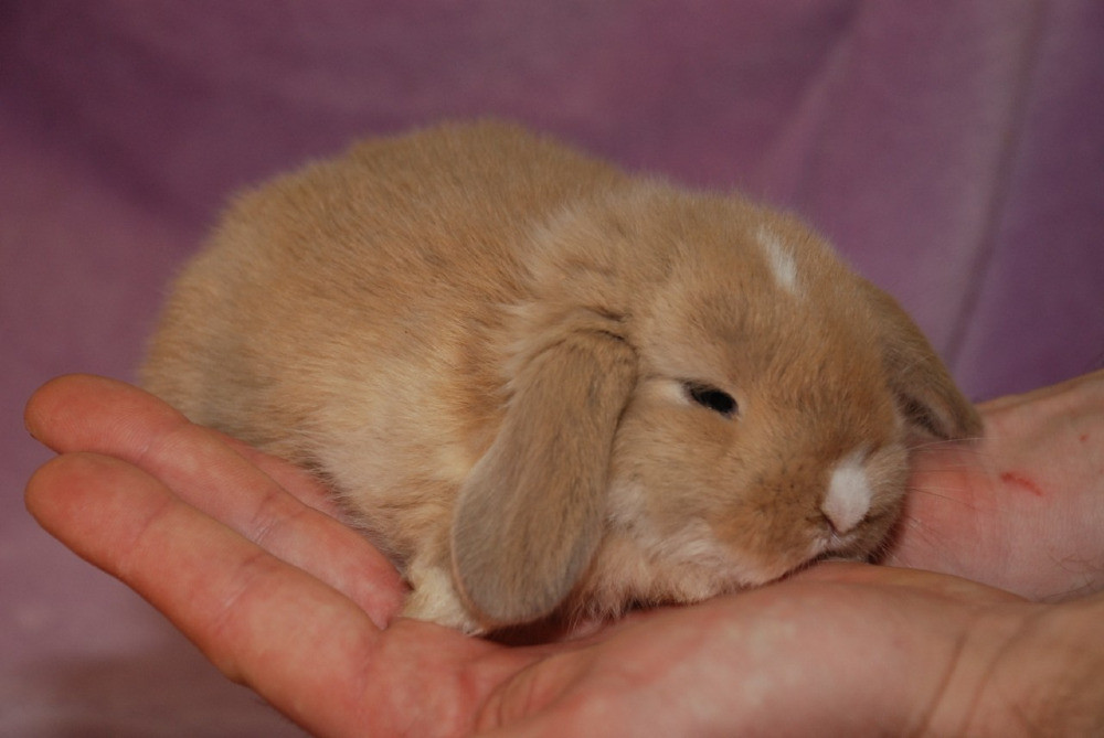 Карликовые декоративные кролики Київ - зображення 3