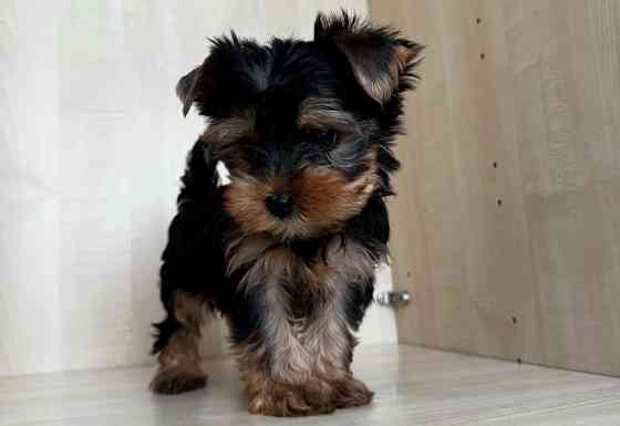 Йоркширський тер'єр міні щеня Винница