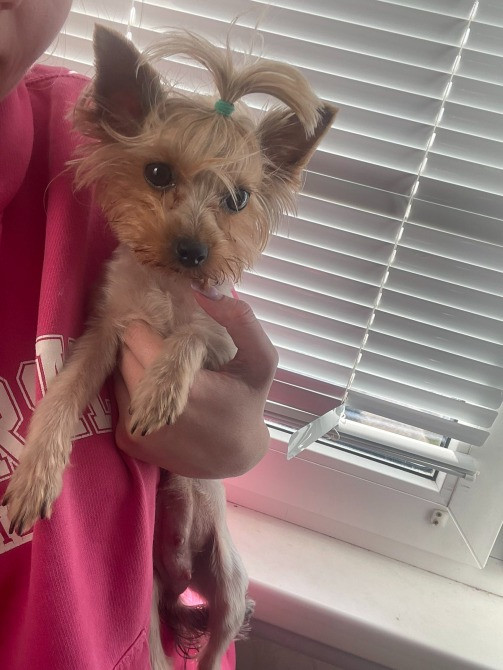 Міні йорки Коростишів - зображення 8