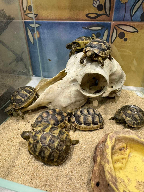 Облямова сухопутна черепаха, або сухопутна зубчаста черепаха (лат. Testudo marginata) Київ - зображення 1