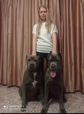 Цуценята кане корсо Львів
