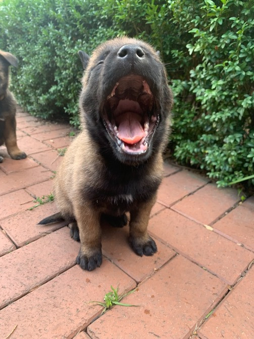 Цуценята бельгійської вівчарки (малінуа) Киев - изображение 3