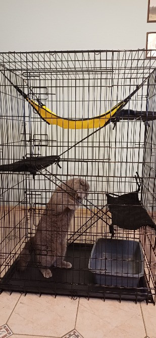 Готель ПЕС для собак та котів в Києві Киев - изображение 12