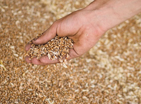 Купуємо відходи с.г. культур Кропивницький - зображення 1