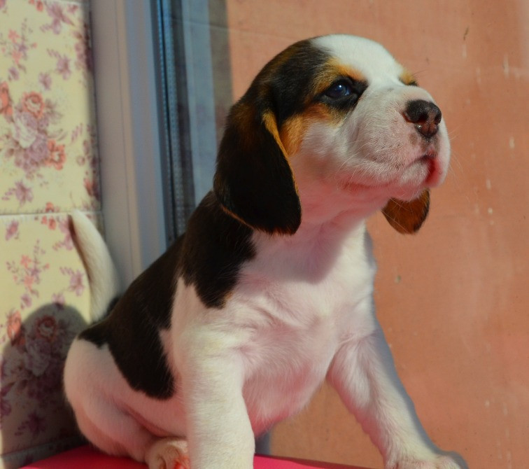 Біглі від батьків чемпіонів. Документи київського клубу, чіповані. Київ - зображення 8