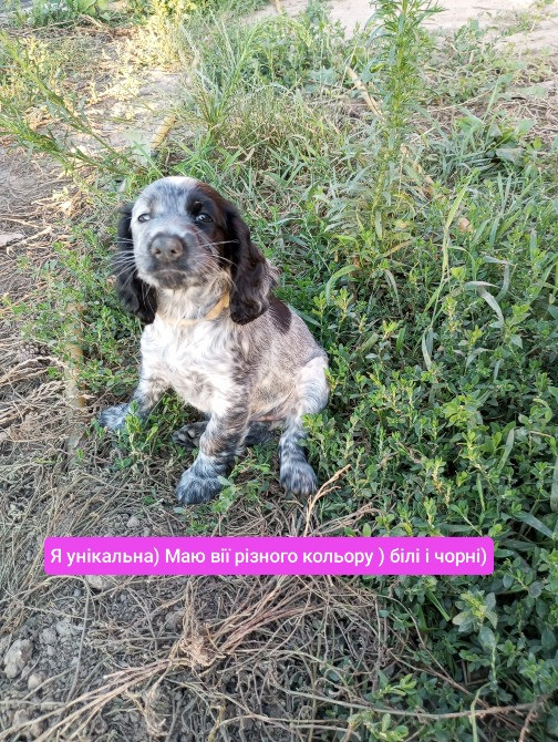 Цуценята спаніеля мисливського Хмельницький - зображення 6