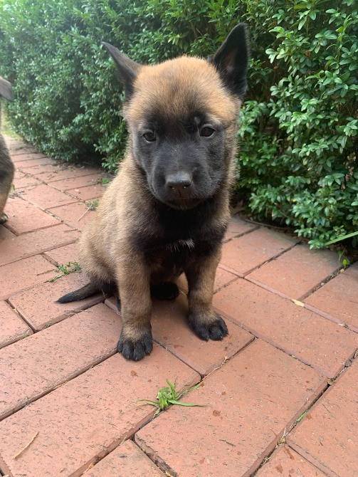 Цуценята бельгійської вівчарки (малінуа) Киев - изображение 2