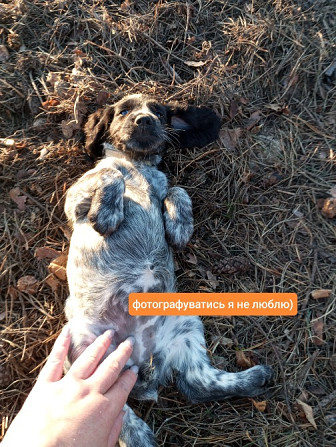 Цуценята спаніеля мисливського Хмельницький - зображення 10