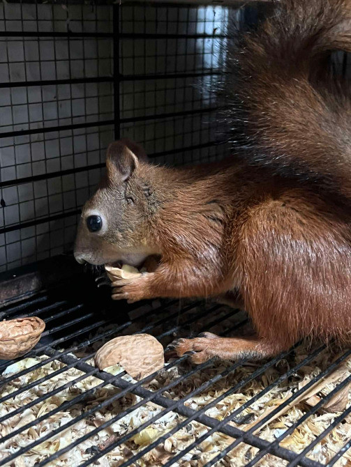 Білочки руді. Соціально адаптовані Киев - изображение 3
