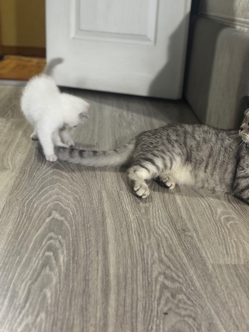 Чистокровная шотландская кошечка Одеса - зображення 4