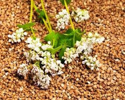 Зерно гречки. Товарна гречка. Хмельницький - зображення 1