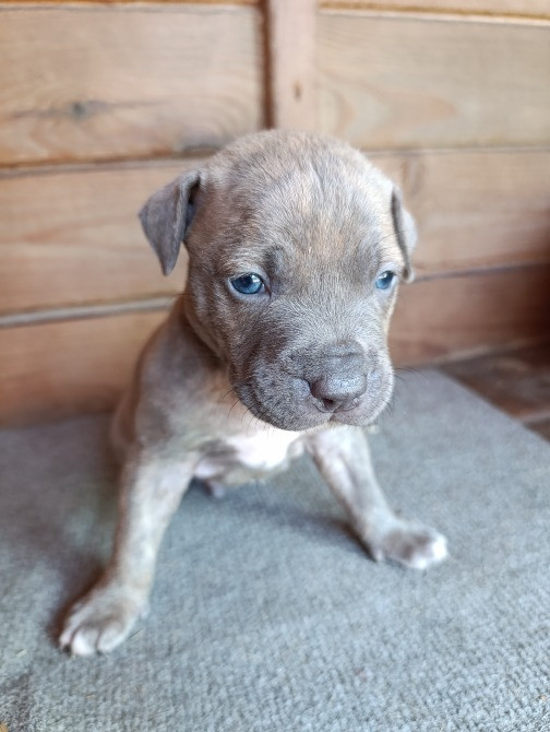 Продам цуценят породи піт-бультер'єр Кагарлык - изображение 4