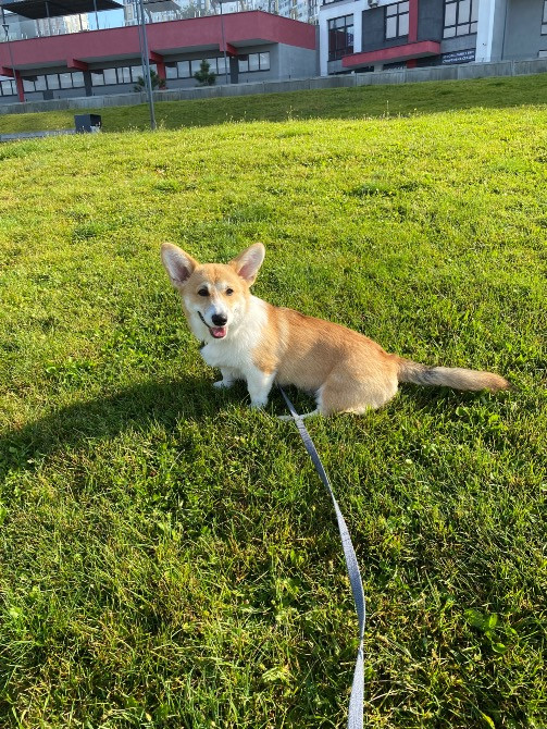 Цуценя Київ - зображення 11