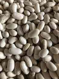 Посівний матеріал квасолі з гарантією викупу врожаю Полтава