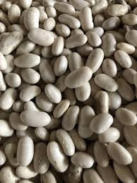 Посівний матеріал квасолі з гарантією викупу врожаю Полтава - зображення 1