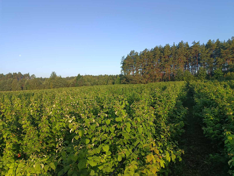 Саджанці малини ремонтантної Полана (опт та роздріб) Луцьк - зображення 4