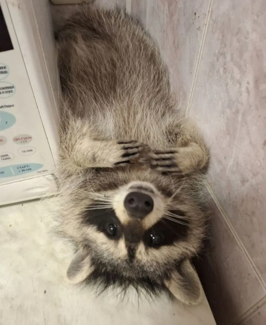 Енот полоскун Київ - зображення 2