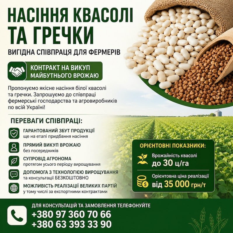 Насіння квасолі та гречки. Гарантія викупу врожаю Рівне - зображення 1