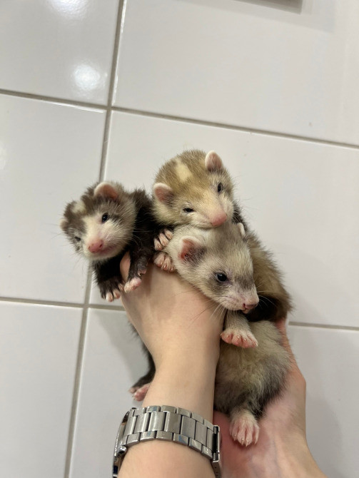 Хорек, Фретка, декоративні ручні тхоренята Киев - изображение 3