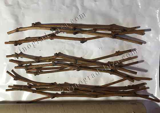 Живці (черенки) винограду для щеплень та пророщення Харків