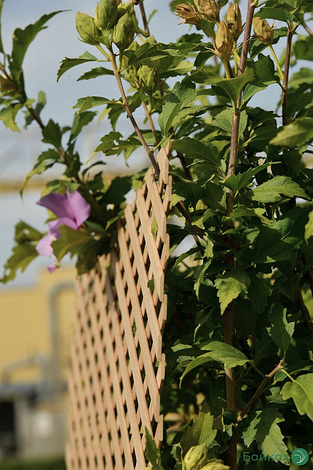 ДЕРЕВЯННЫЕ РЕШЕТКИ декоративные: Дуб, Ясень, Ольха (1,2 х 0,62 м) Київ - зображення 3