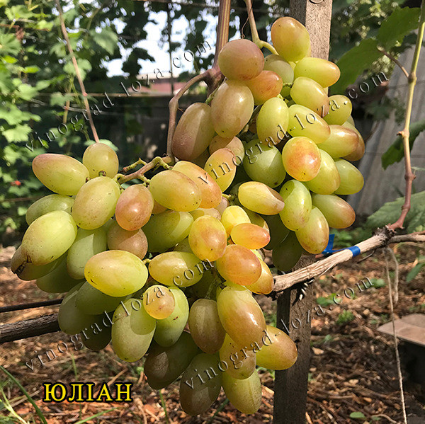 Саджанці винограду (Харків) Харків - зображення 10