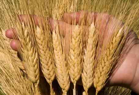 Купуємо некондицію та зерновідходи. Працюємо з посередниками Черкаси