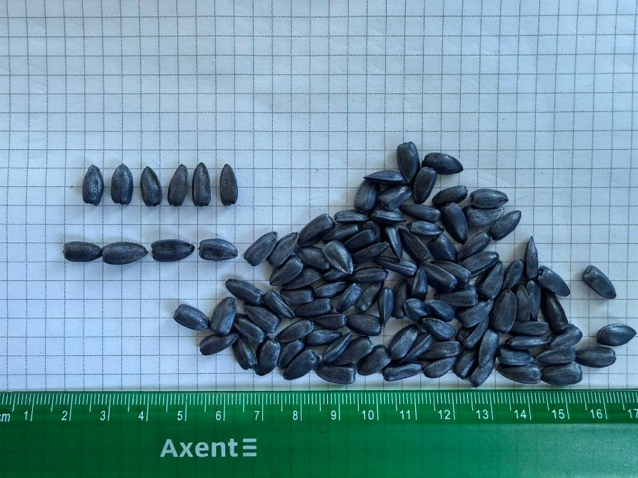 насіння соняшнику для пересіву чи пожнивних посівів Вінниця - зображення 3