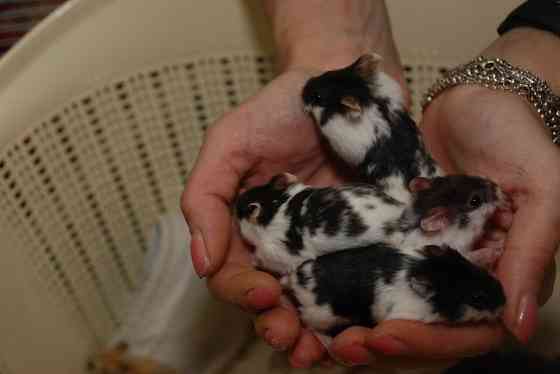 Карликовi хом'ячки Джунгарики Киев