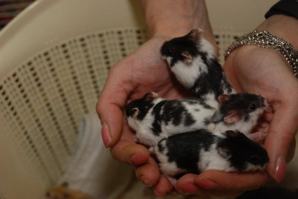 Карликовi хом'ячки Джунгарики Київ - зображення 2