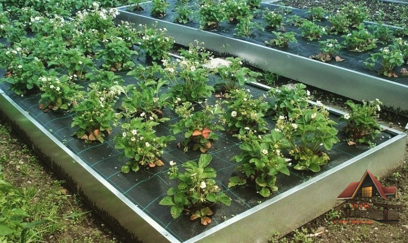 Тепла грядка, висока клумба, насипний каркас Киев - изображение 1