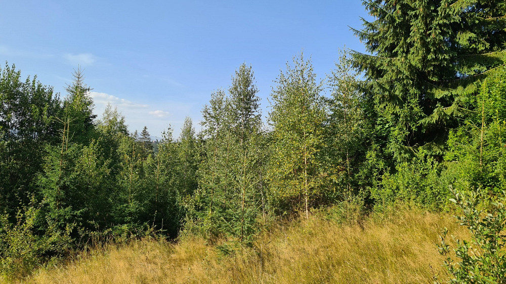 Земельна ділянка у селі Яблуниця 1.19 га Яремче - зображення 8