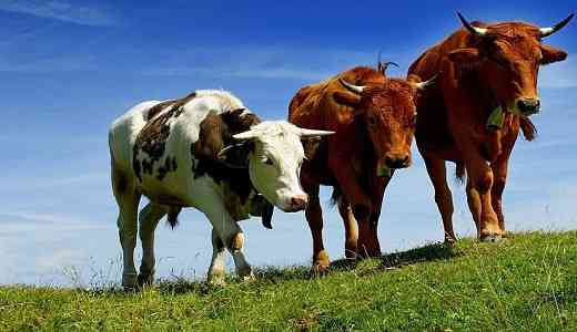 Закупівля ВРХ. Хмельницкий