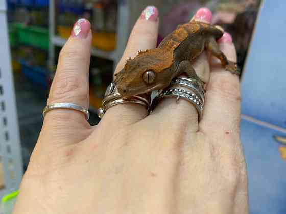 Війчастий гекон бананоїд Киев