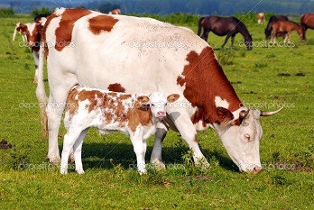 Куплю коров, телят, быков, лошадей, жеребят. Ровно - изображение 1