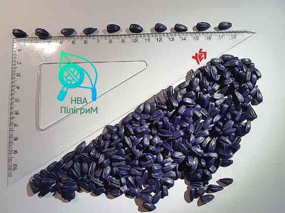 насіння соняшнику ARIZARO. Новинка сезону Вінниця