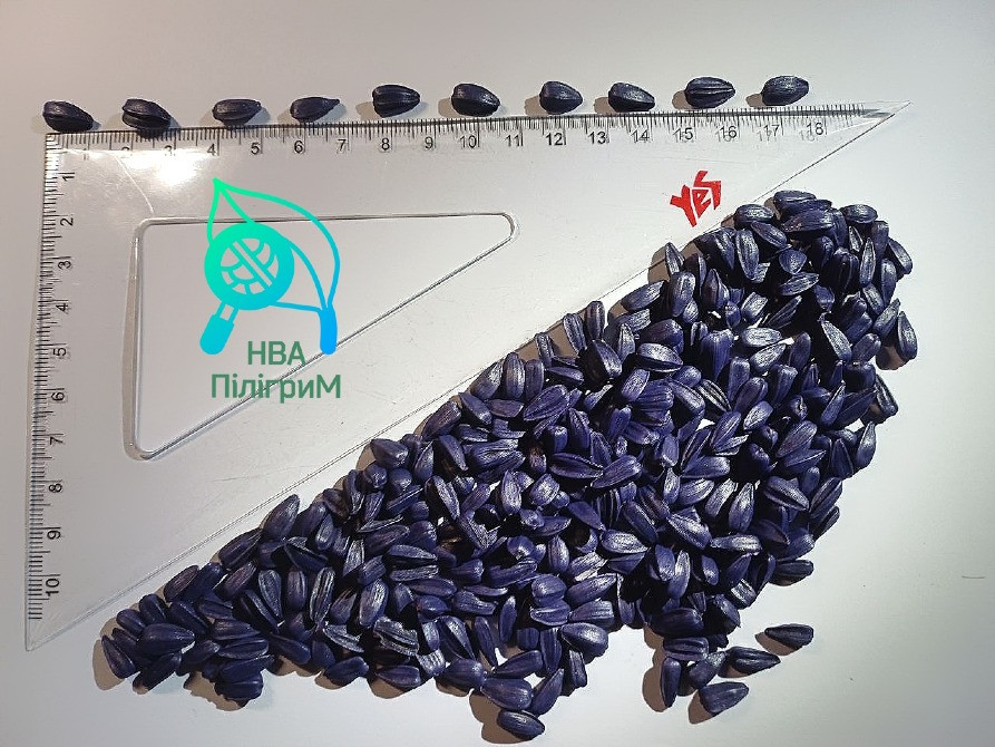 насіння соняшнику ARIZARO. Новинка сезону Винница - изображение 2