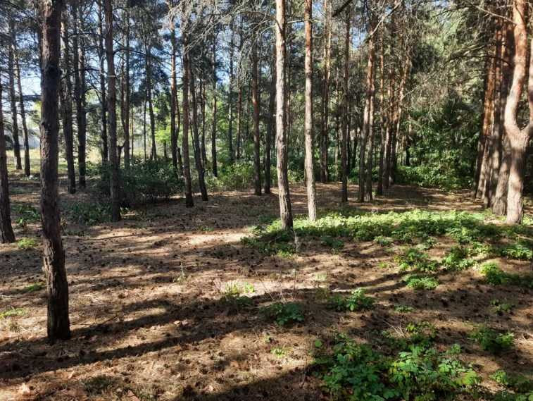 продажа земля сельскохозяйственного назначения Бориспольский, Вороньков, 2147559 грн.  - изображение 4