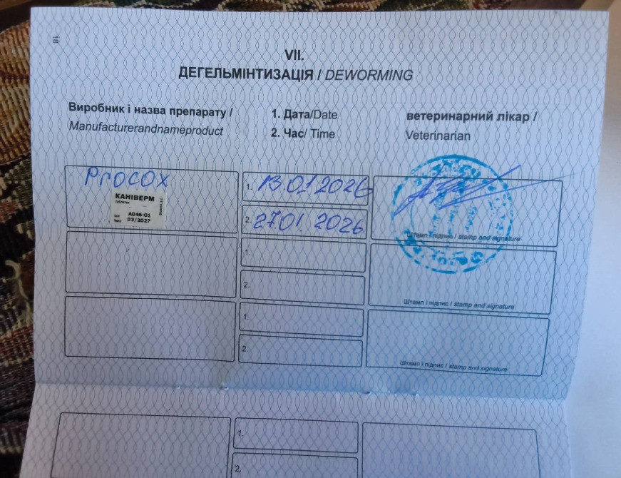 Американская акита щенок девочка. Харків - зображення 7