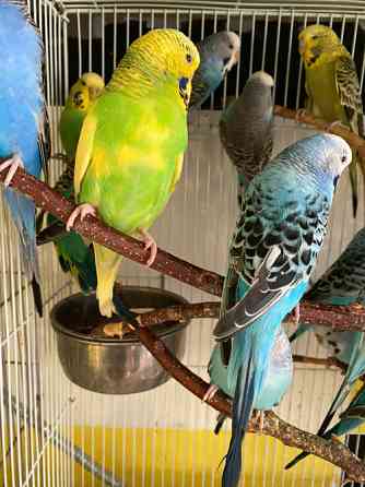 Хвилясті Чехи папуги, яскраві, веселі і кмітливі Киев