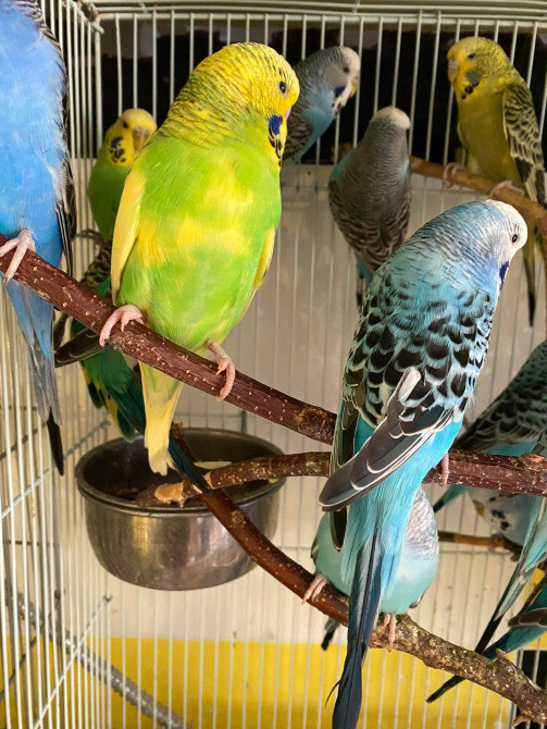 Хвилясті Чехи папуги, яскраві, веселі і кмітливі Киев - изображение 3